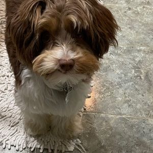 Meet your Posher, Danean